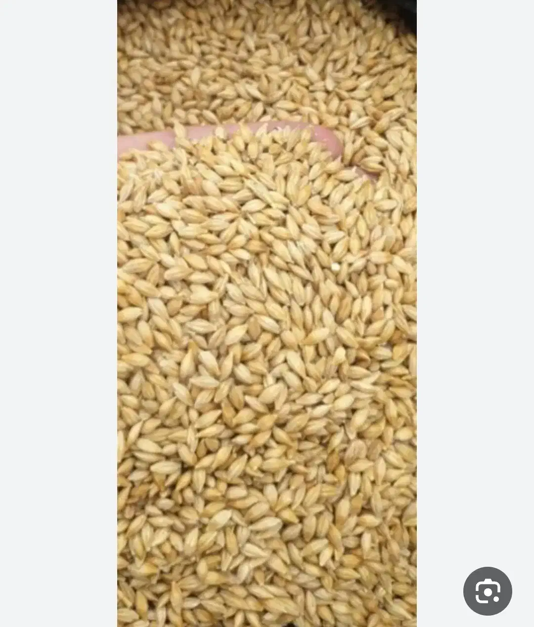 1تن‌جوکیسه‌گرفته|عمده‌فروشی|بروجرد, |دیوار