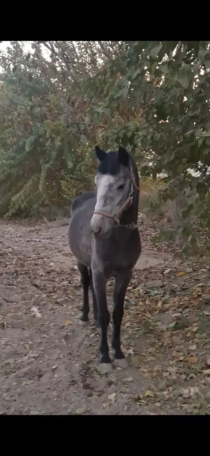 اسب نریان کرد|اسب و تجهیزات اسب‌سواری|کهریزک, |دیوار