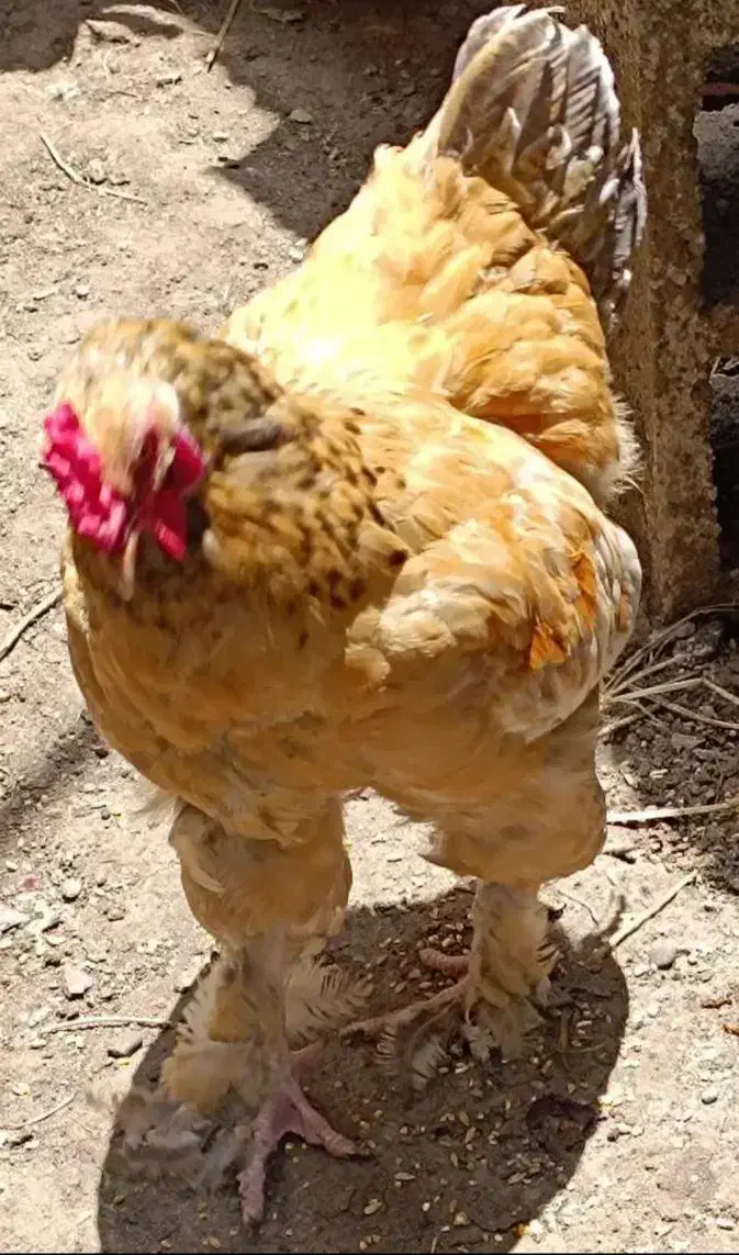 . خروس|حیوانات مزرعه|رشت, فرودگاه سردار جنگل رشت|دیوار