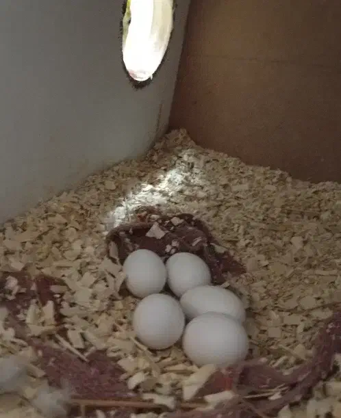 جفت عروس هلندی با تخم|پرنده|تربت‌حیدریه, یحیی آباد|دیوار