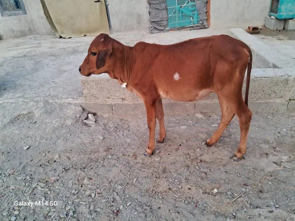 فروش سریع گوساله و بزغاله|حیوانات مزرعه|بم پشت, |دیوار