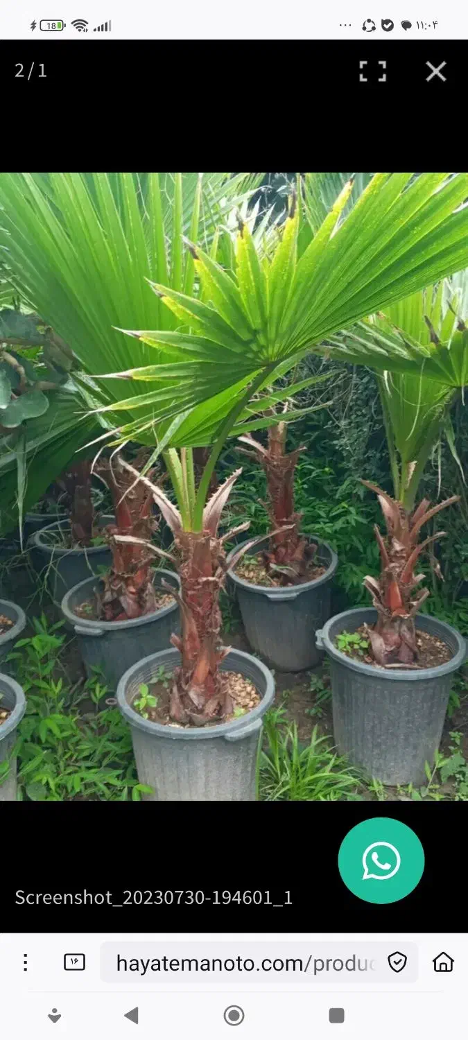 پیش فروش نهال پالم واشنگتونی|خدمات باغبانی و درختکاری|کلاچای, |دیوار