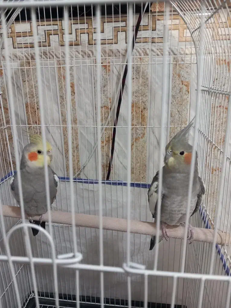 عروس هلندی|پرنده|خزل, |دیوار