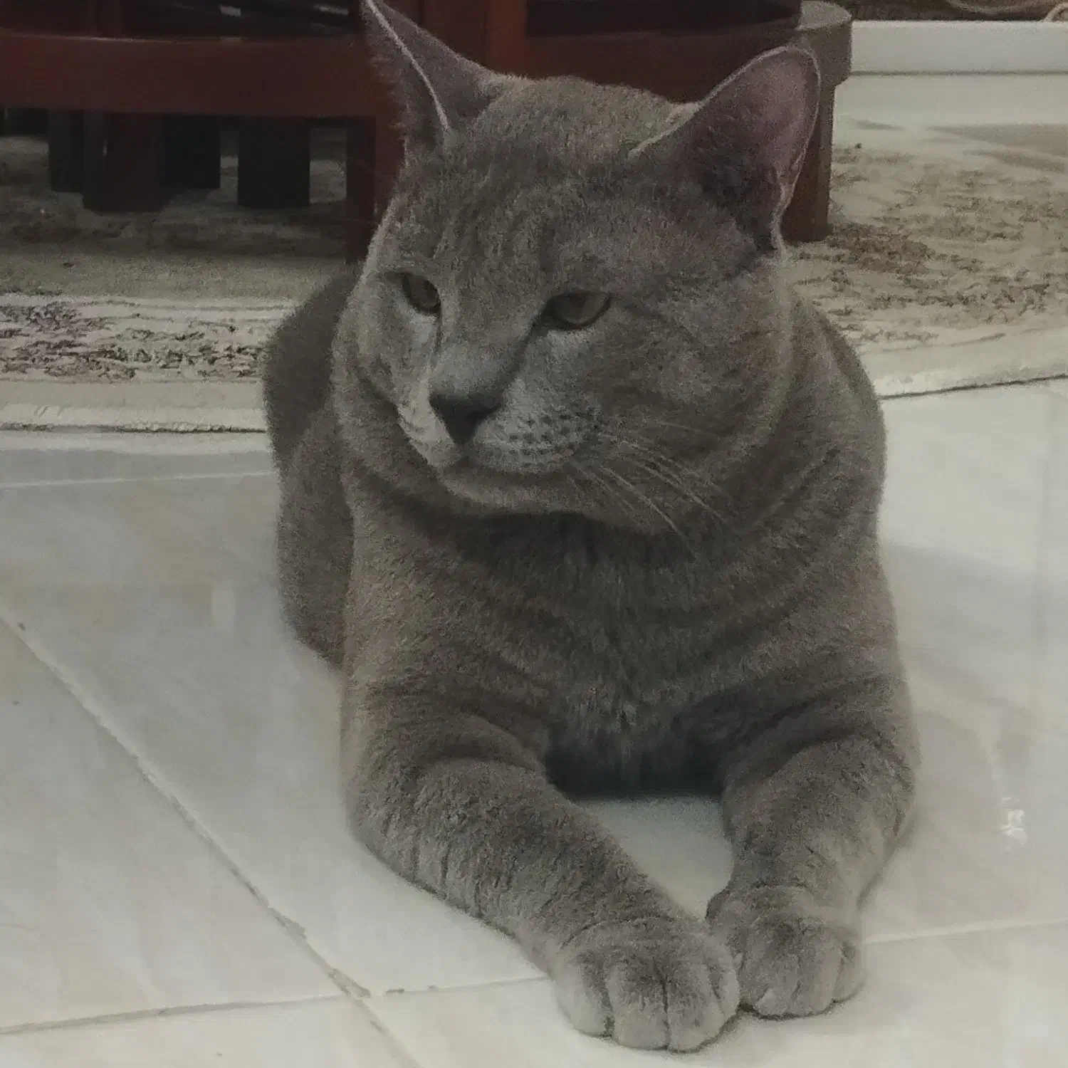 گربه از والدین اسکاتیش بریتیش|گربه|ساری, |دیوار