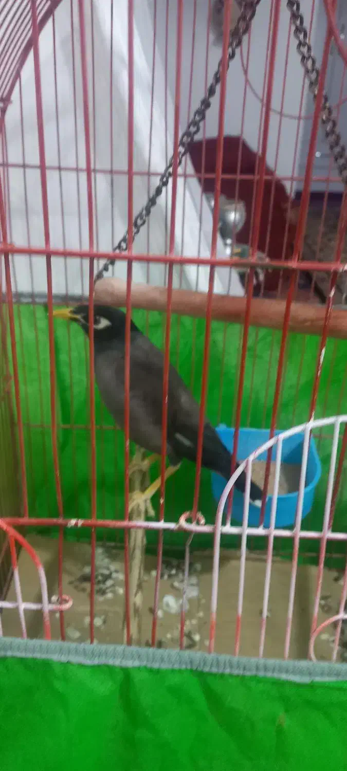 معاوضه مرغ مینا افغان  با طوطی یا جفت عروس هلندی|پرنده|جیرفت, |دیوار