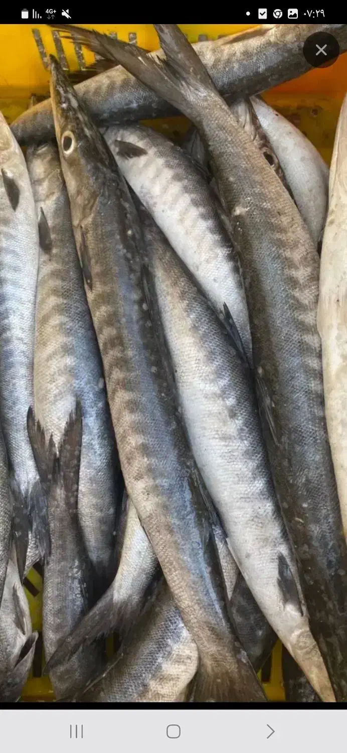 پخش ماهی جنوب خوش طعم بدون استخوان|ماهی|اسلامشهر, مظفریه|دیوار