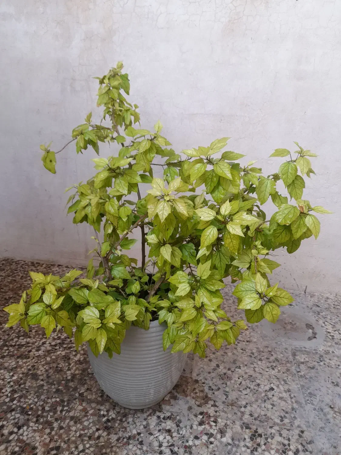 گل و گلدان|گل و گیاه طبیعی|طسوج, |دیوار