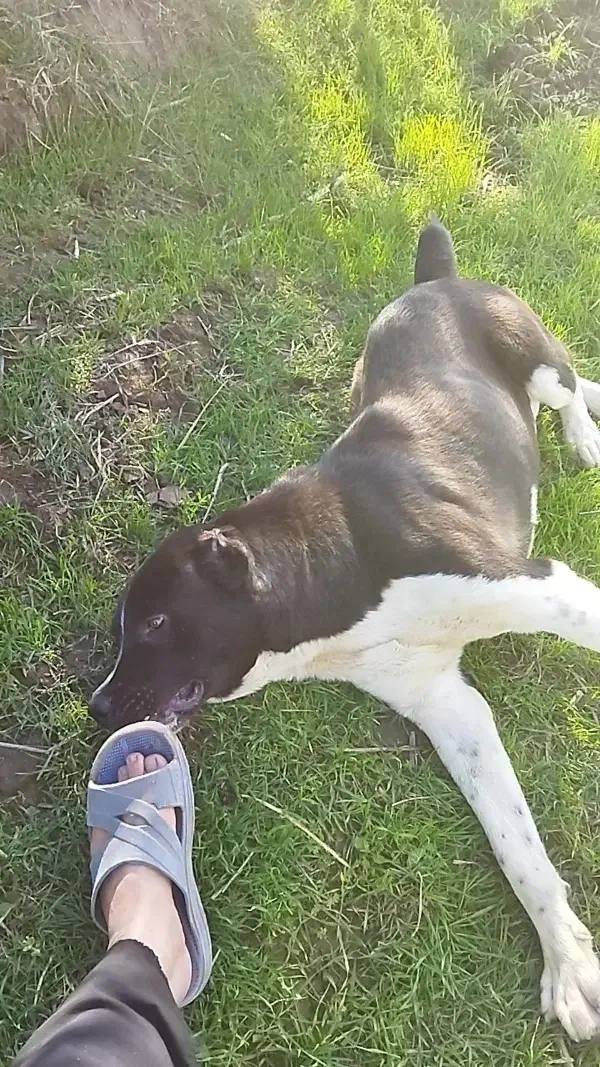 الابای دوساله نر|سگ|علی‌آباد کتول, |دیوار