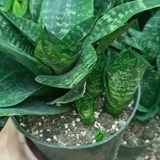 گل سانسوریا|گل و گیاه طبیعی|ماکو, |دیوار