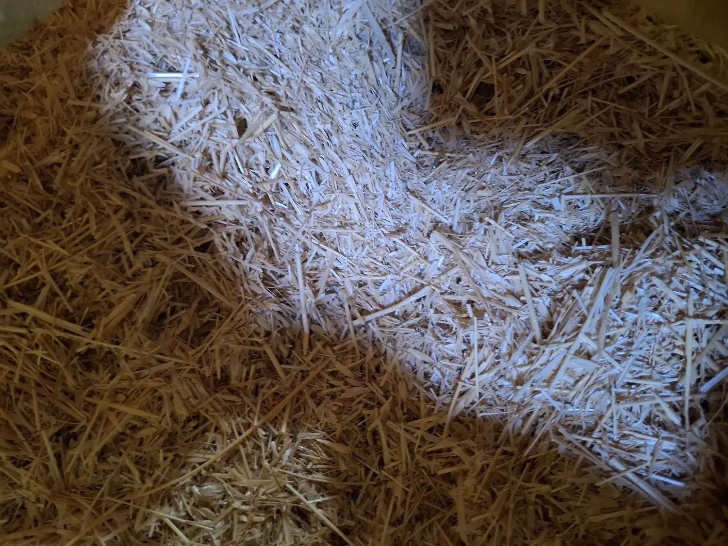 کاه|حیوانات مزرعه|تخت سلیمان, |دیوار