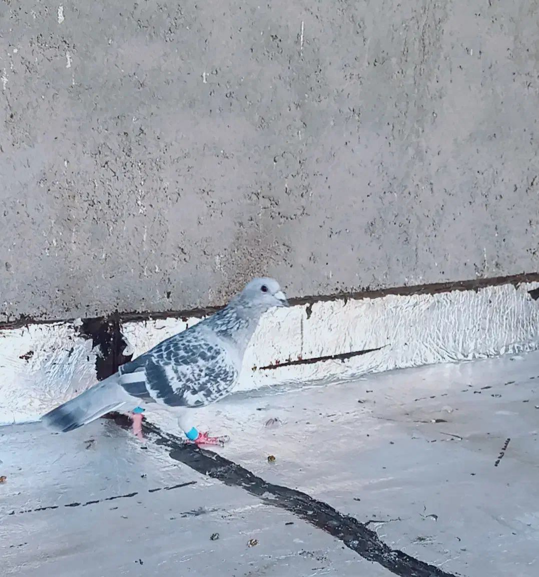 کرمونی|پرنده|تربت‌حیدریه, حاجی یار‎|دیوار