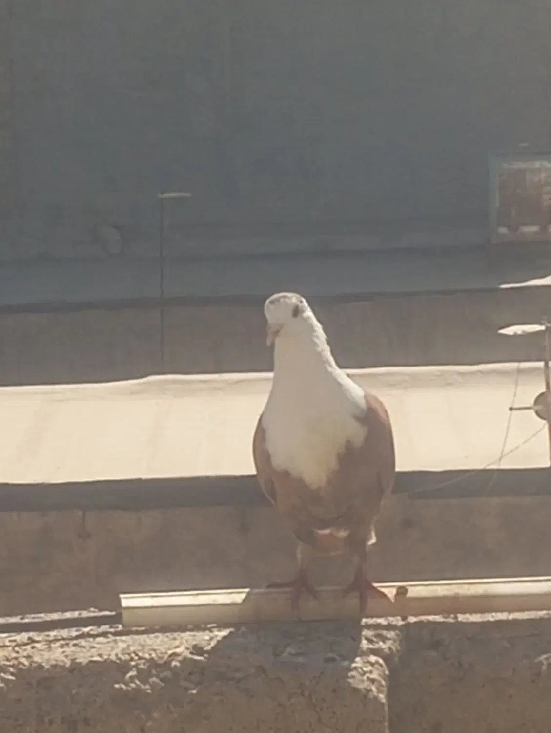 کربلایی|پرنده|مشهد, بهارستان|دیوار