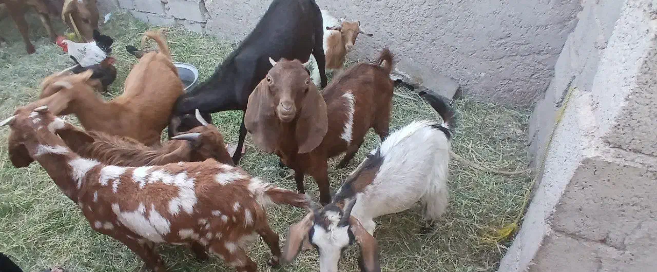 گوسفند با گاو|حیوانات مزرعه|نرماشیر, |دیوار