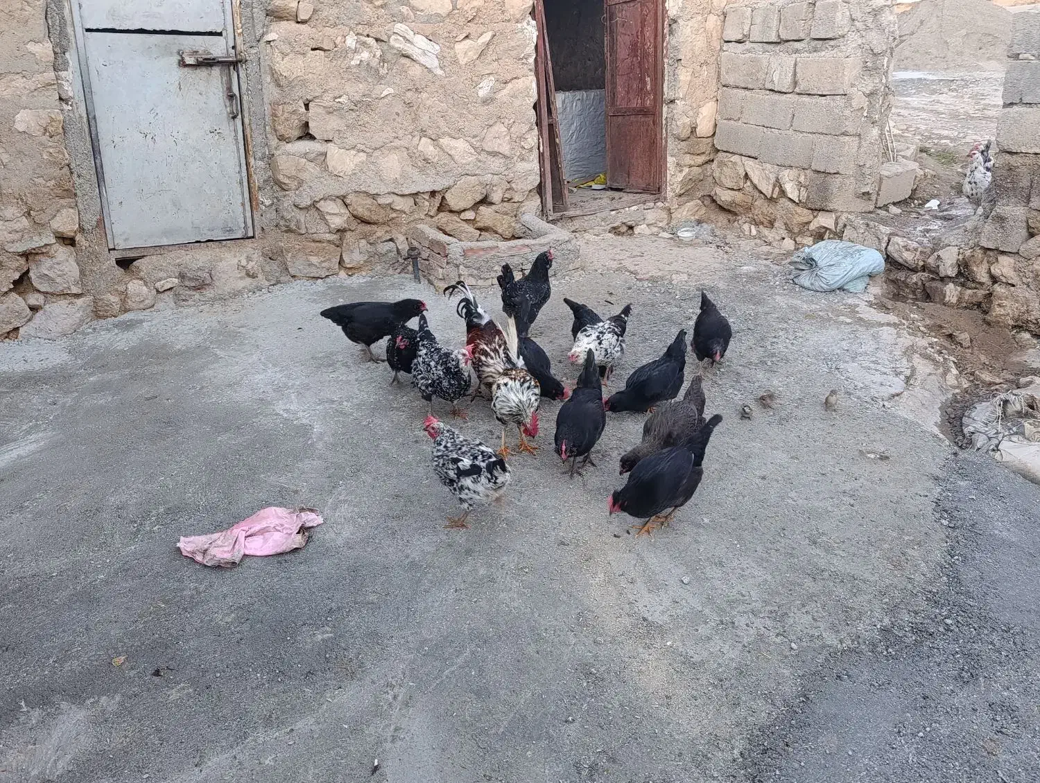 مرغ   گپی ریشو کاکلی|حیوانات مزرعه|زاگرس, |دیوار