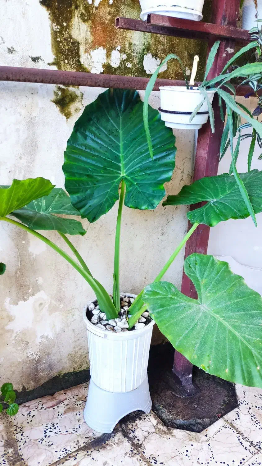 گل های زینتی|گل و گیاه طبیعی|رضوانشهر, |دیوار