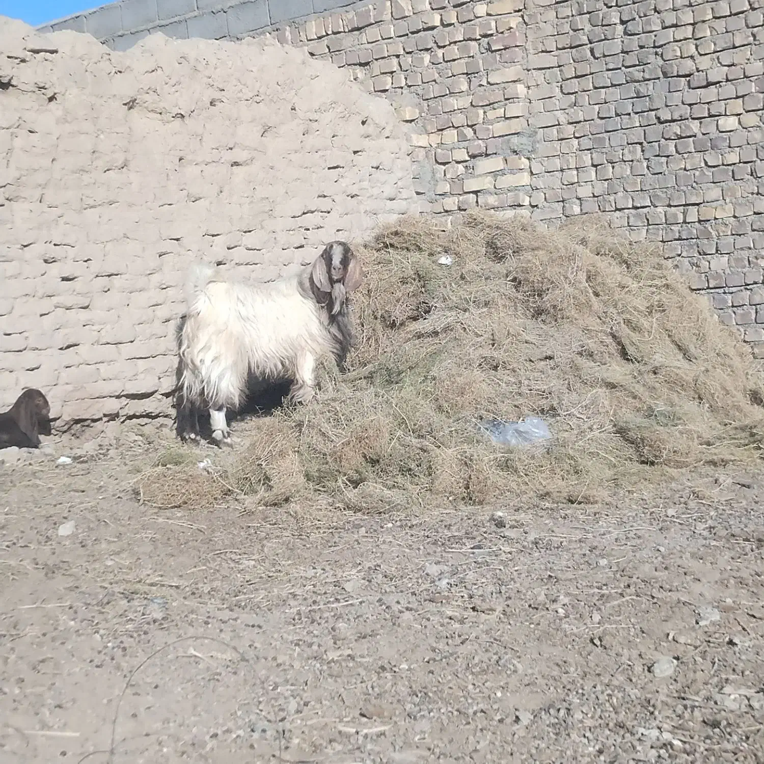 کیان|حیوانات مزرعه|مهرستان, |دیوار