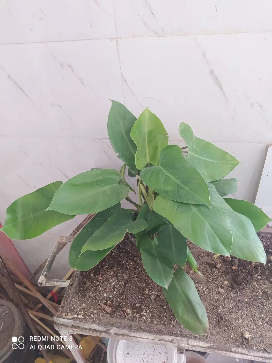 گل و گیاه فیلودندرون گوش گرگی|گل و گیاه طبیعی|اهواز, سیصد دستگاه|دیوار