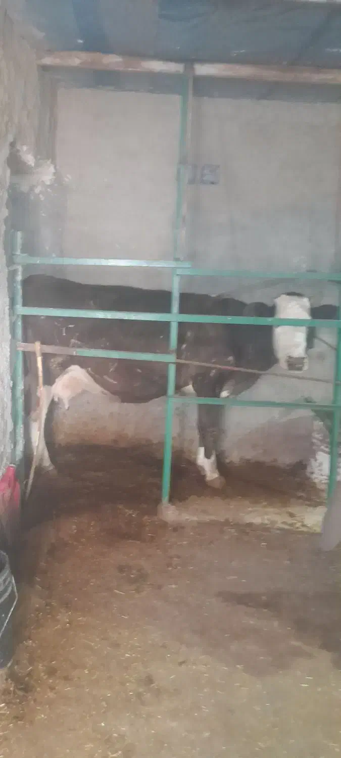 گاو سویسی|حیوانات|سرپل ذهاب, |دیوار