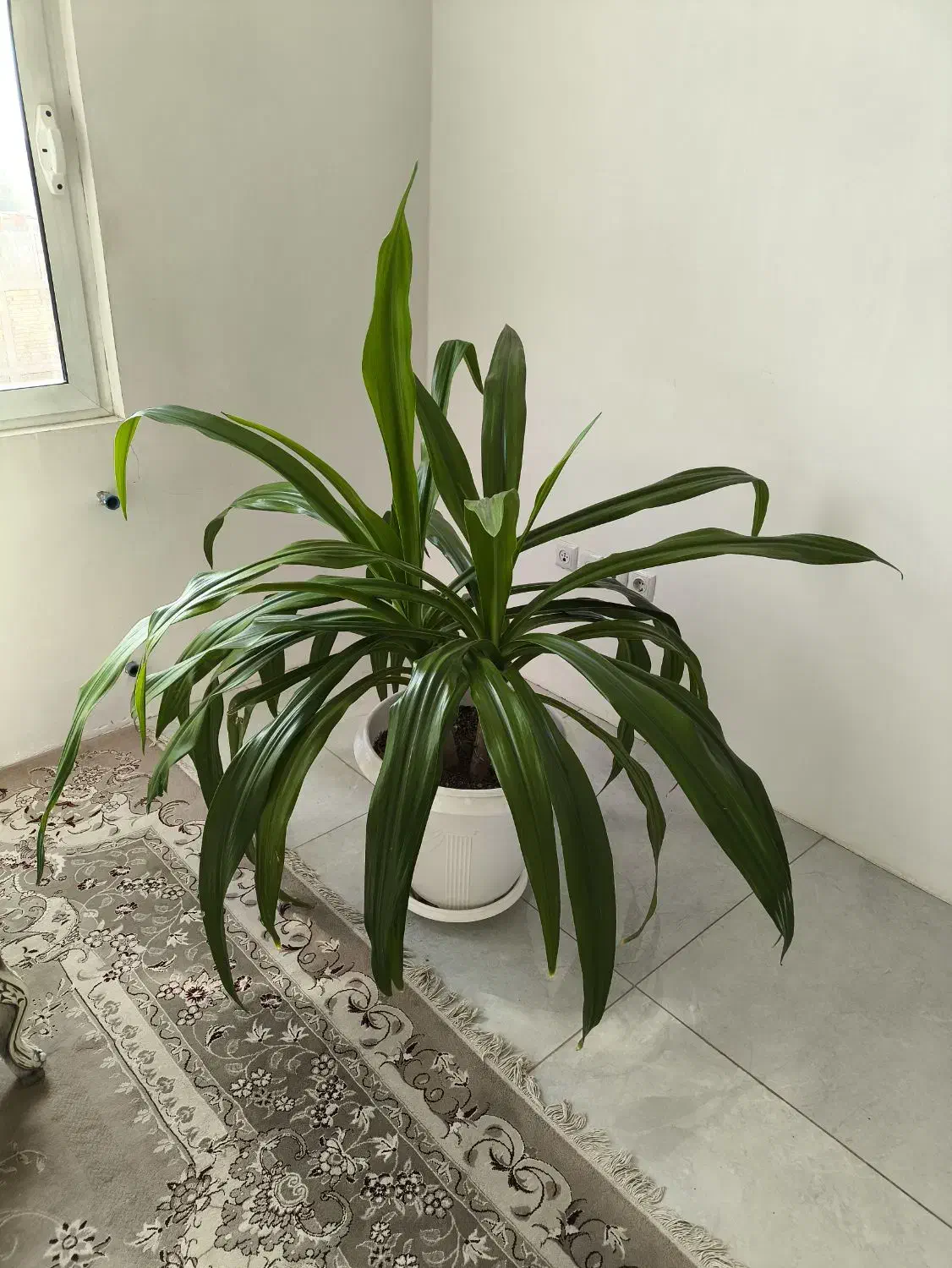 گل اشک ملکه|گل و گیاه طبیعی|اصفهان, رهنان|دیوار