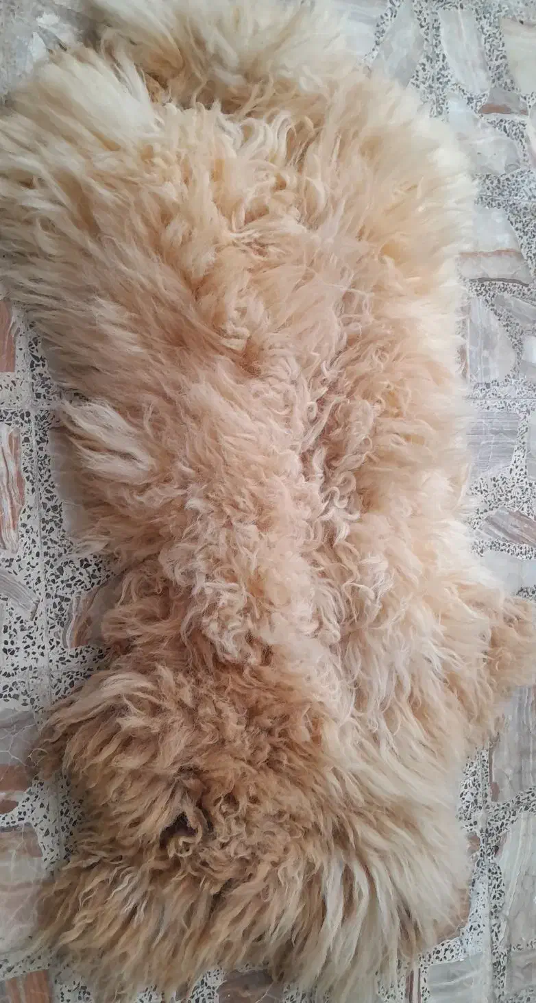 پشم گوسفند بسیار زیبا|صنایع دستی و سایر لوازم تزئینی|قائمشهر, |دیوار