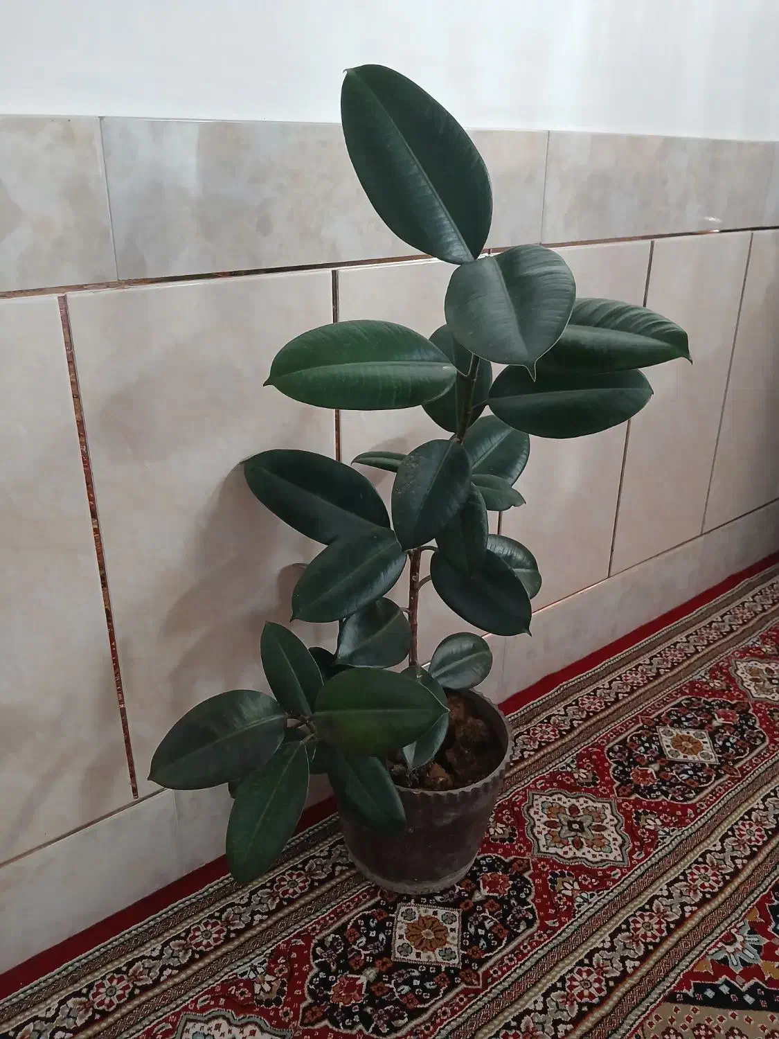 گل فیکوس زیبا|گل و گیاه طبیعی|شهرکرد, |دیوار