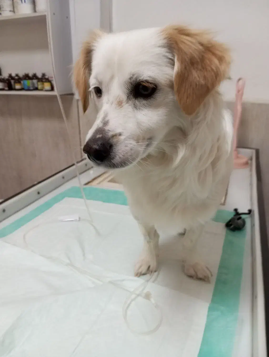 گمشده|حیوانات|مرودشت, محمد آباد|دیوار