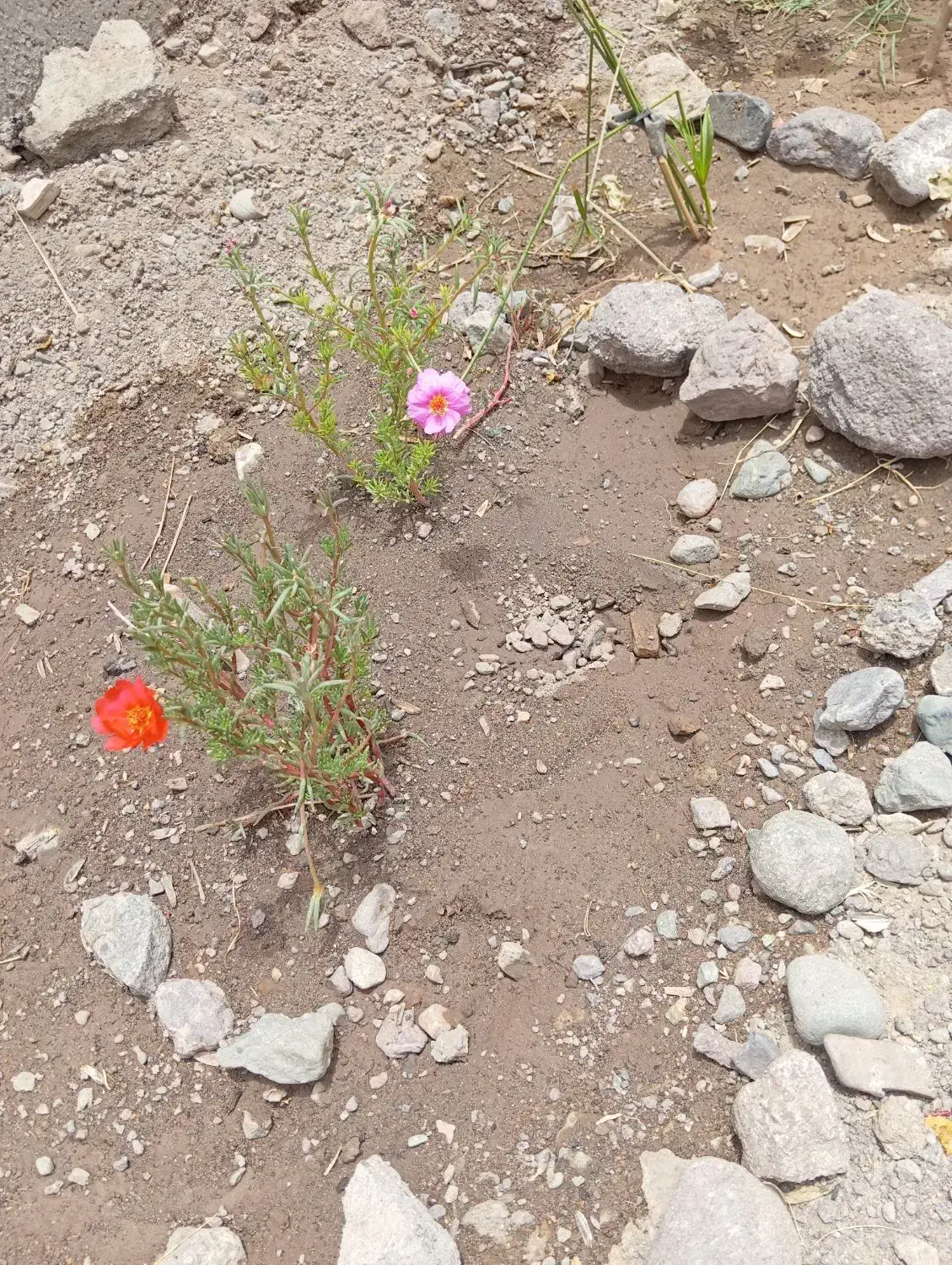 خانه 65|فروش خانه و ویلا|نرماشیر, |دیوار