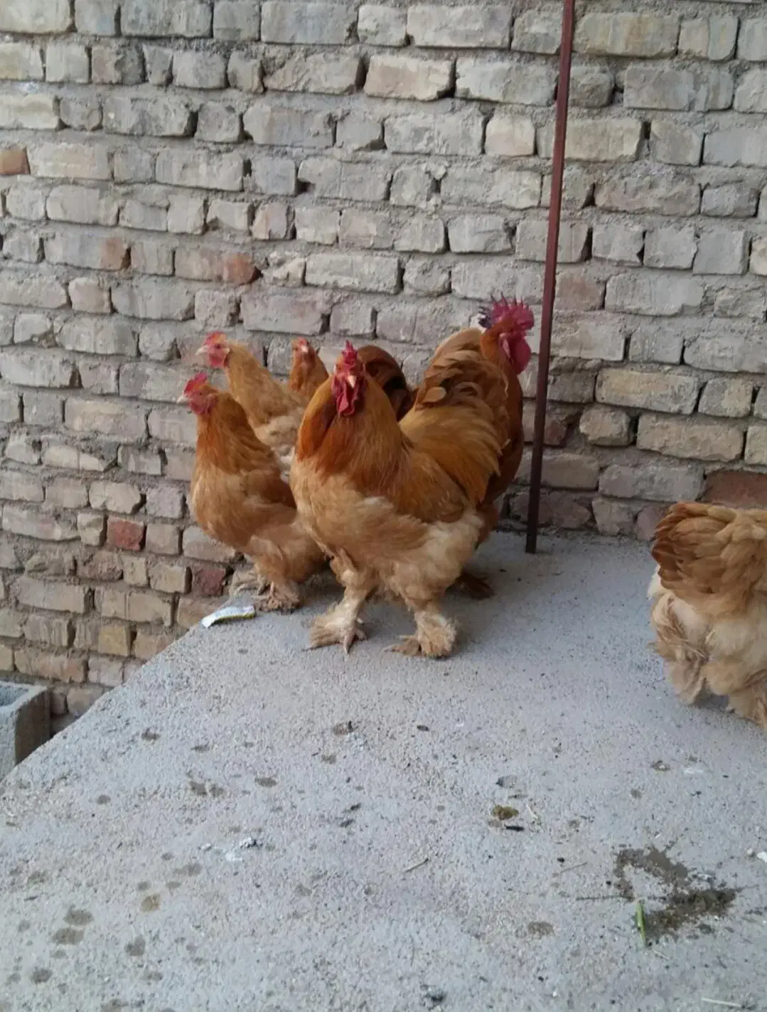 تخم مرغ نطفه دار زینتی برهما و کوشین|حیوانات مزرعه|شیراز, رکن‌آباد|دیوار