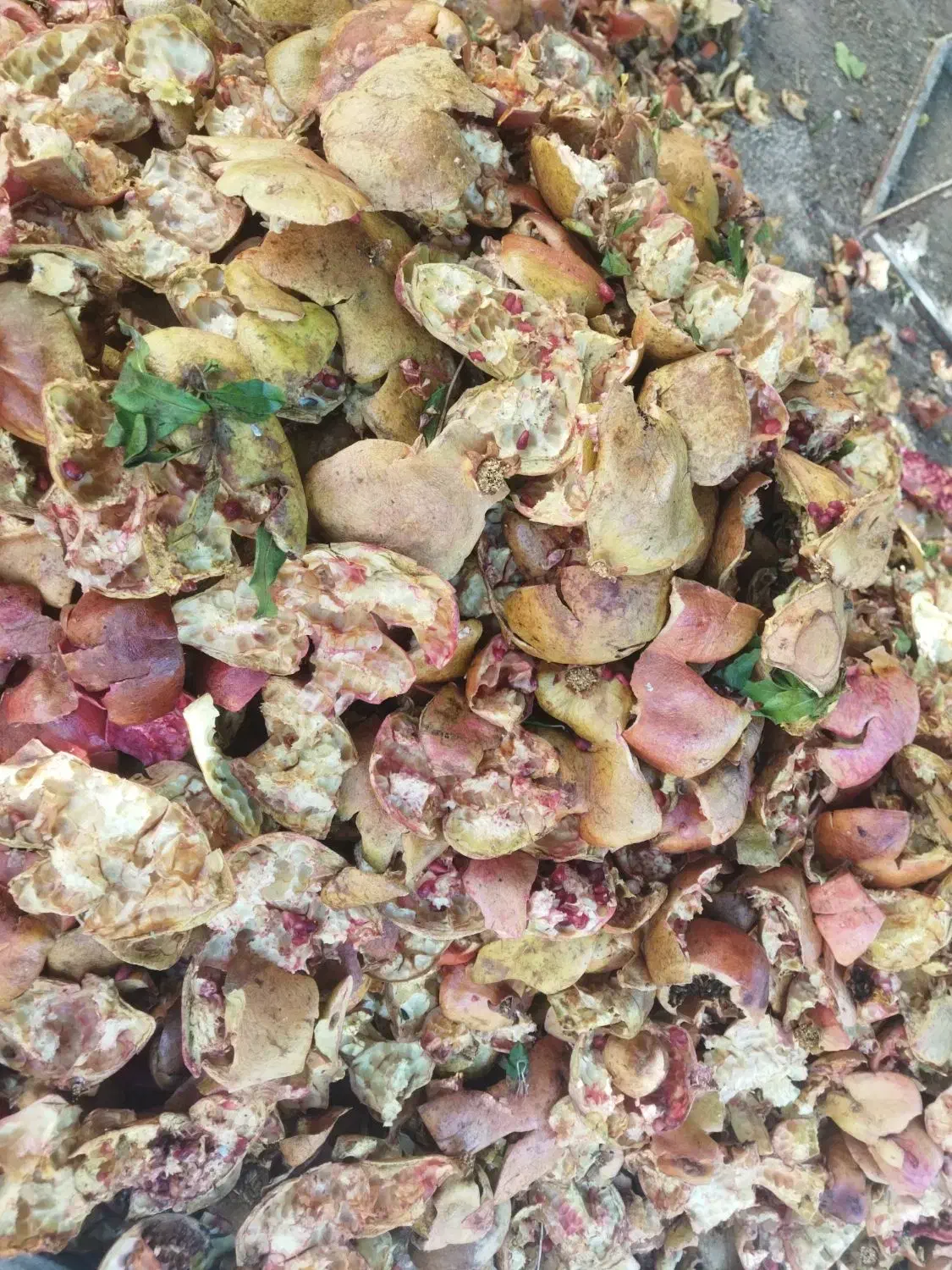 پوست انار|آرایشی، بهداشتی، درمانی|حمیدیا, |دیوار