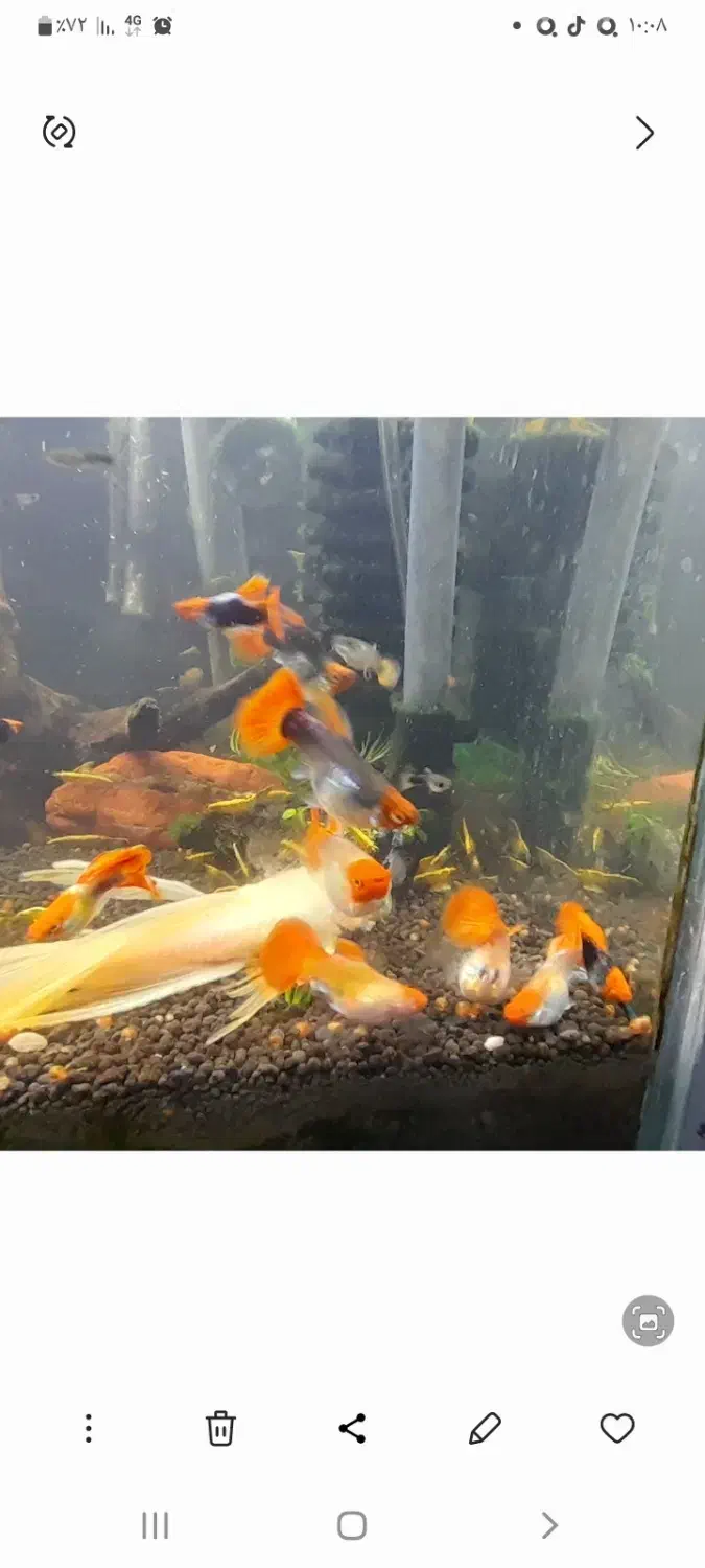 گوپی کوی بالن|ماهی|تهران, مهرآباد|دیوار