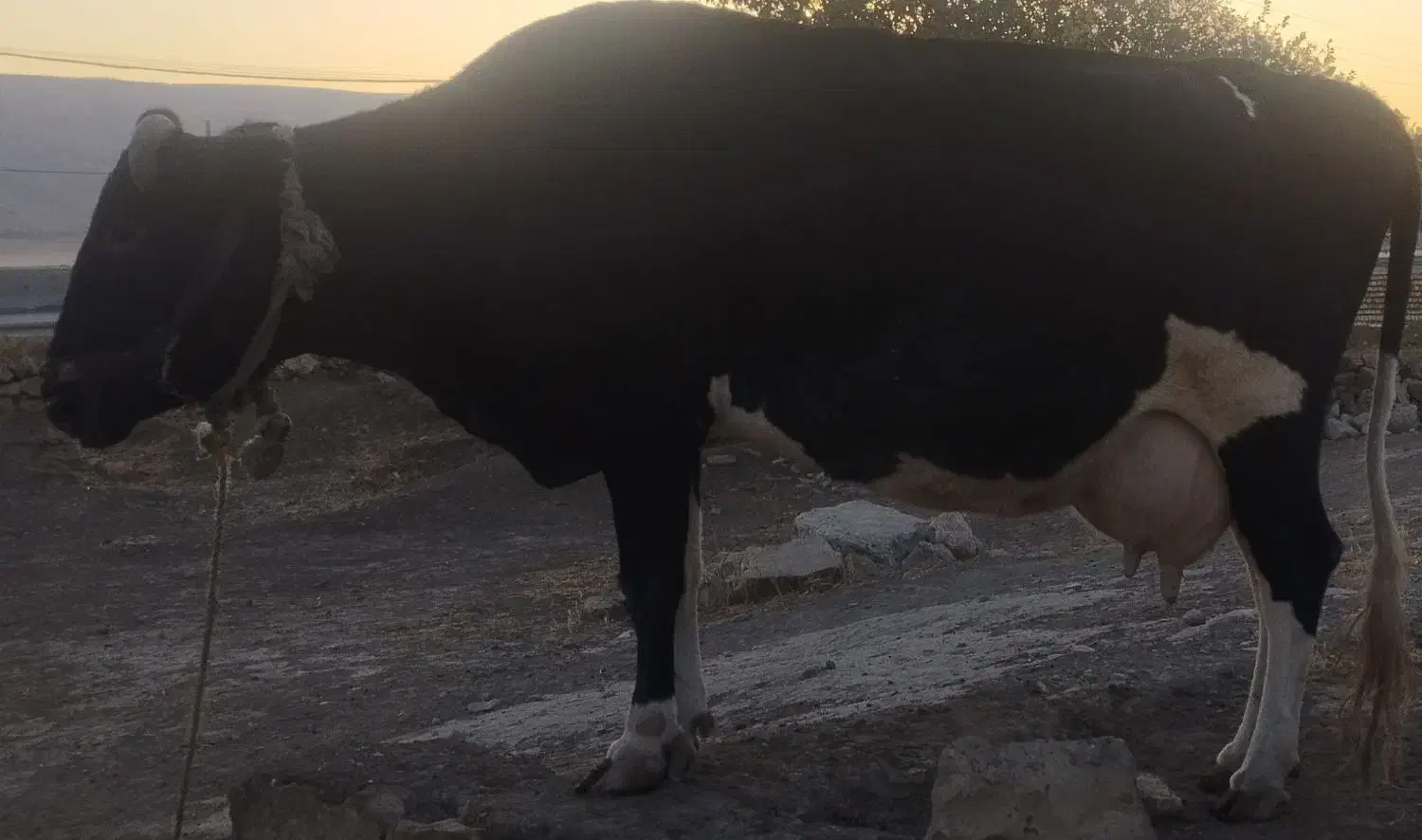 گاو دورگ هلشتاین|حیوانات مزرعه|رومشکان, |دیوار