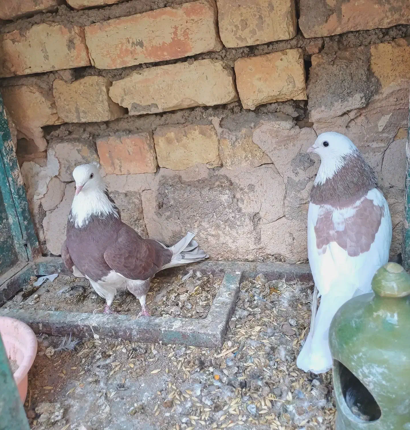 کبوتر شازده و ابلغ|پرنده|مبارکه, |دیوار