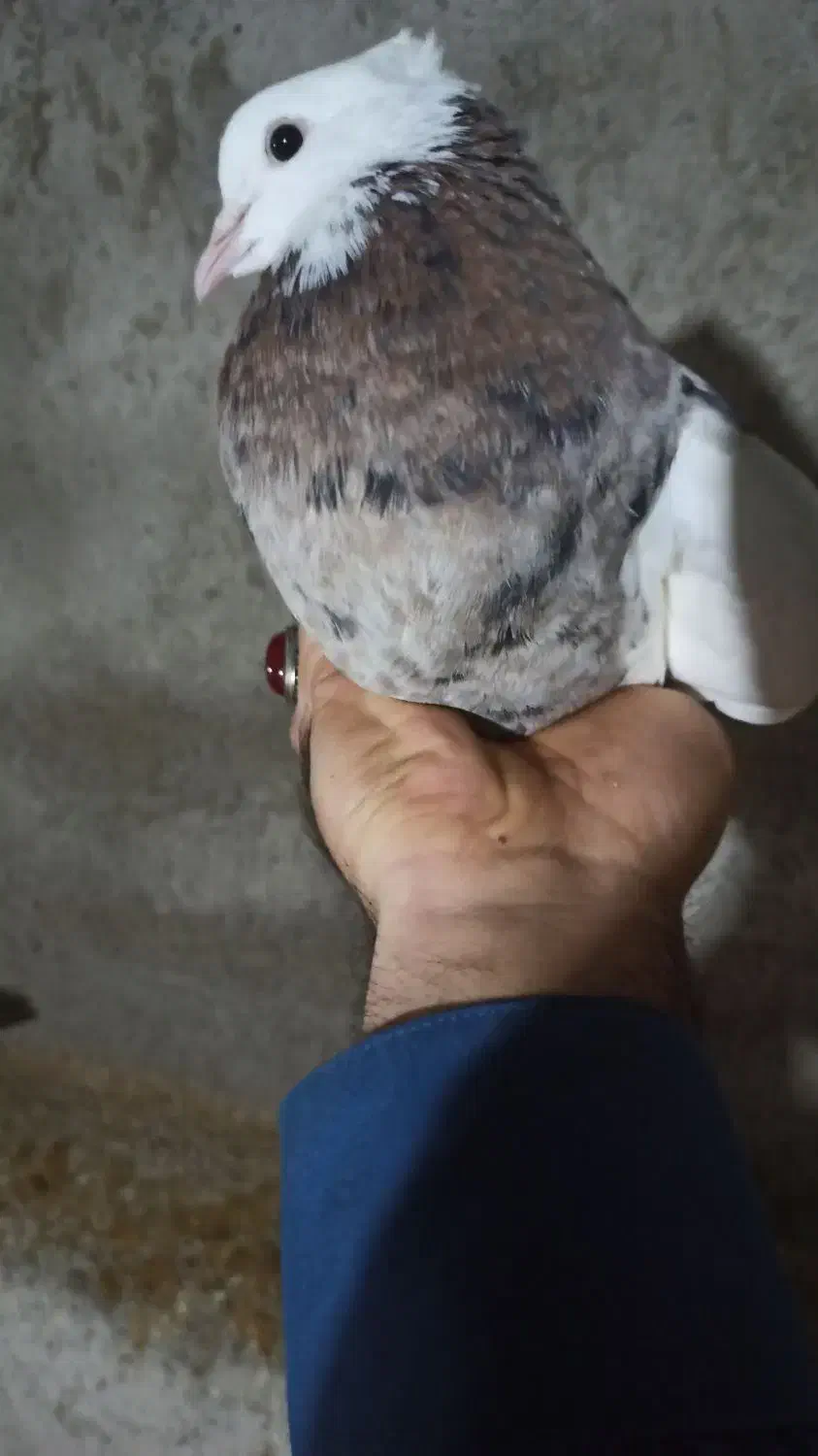 طوقی|حیوانات|ایذه, |دیوار