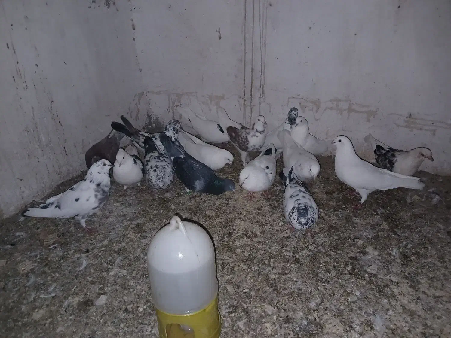 کبوتر|پرنده|ری, کارخانه سیمان|دیوار