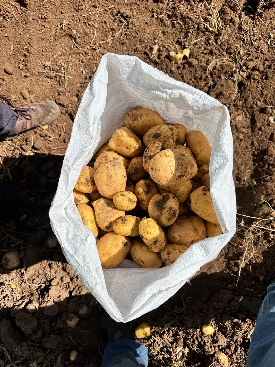 سیب زمینی لوکس بستان آباد|خوردنی و آشامیدنی|بستان آباد, |دیوار