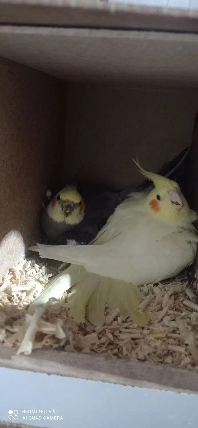 عروس هلندی روجوجه|پرنده|مزرعه کتول, |دیوار