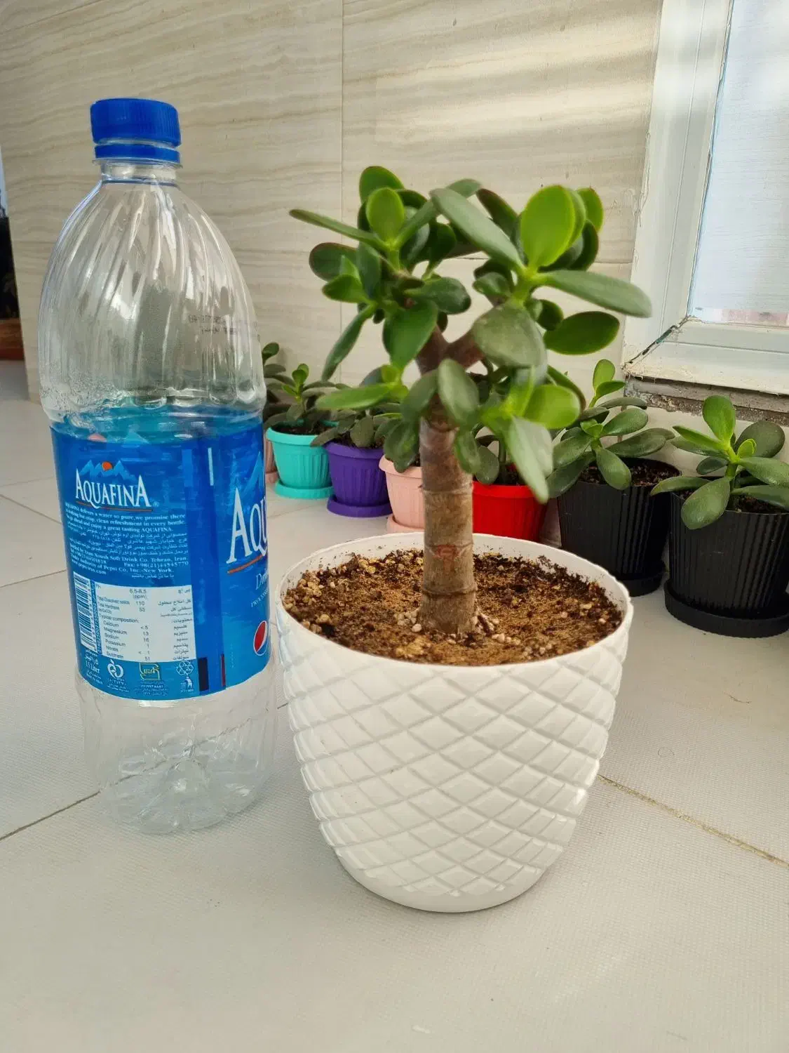 کراسولا یشم|گل و گیاه طبیعی|تبریز, |دیوار