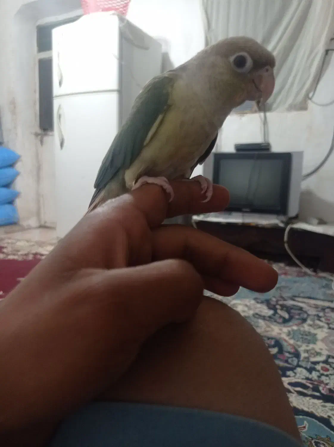 طوطی گرنچیک|پرنده|کهنوج, |دیوار