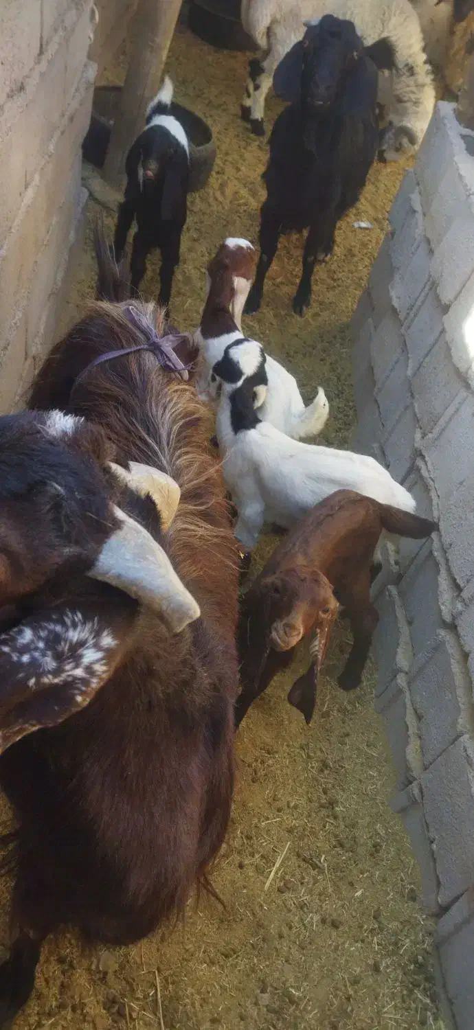 بزمعامله بامیش|حیوانات مزرعه|گوهرکوه, |دیوار