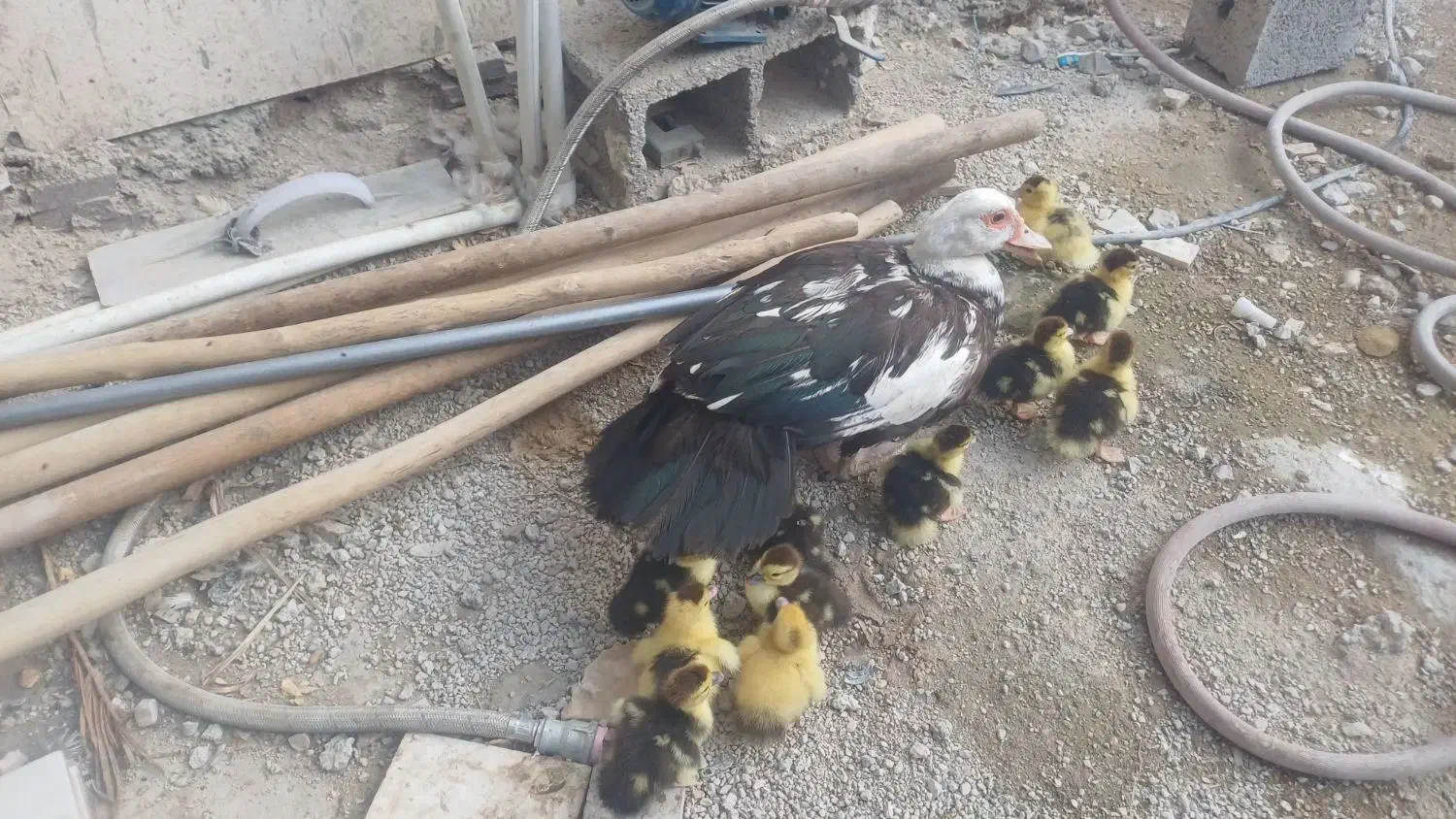 جوجه سیکا ۴۵ روزه و ۷ روزه|حیوانات مزرعه|برازجان, |دیوار