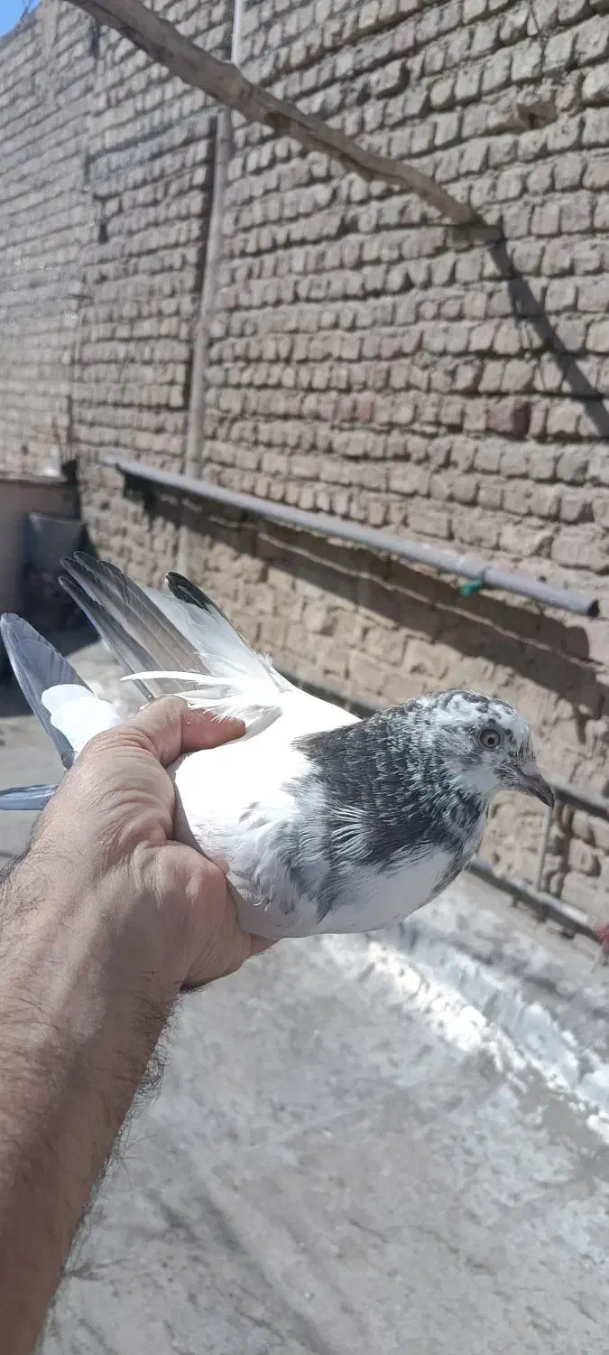 کفتر طوقی|پرنده|قم, باغ شریفی|دیوار