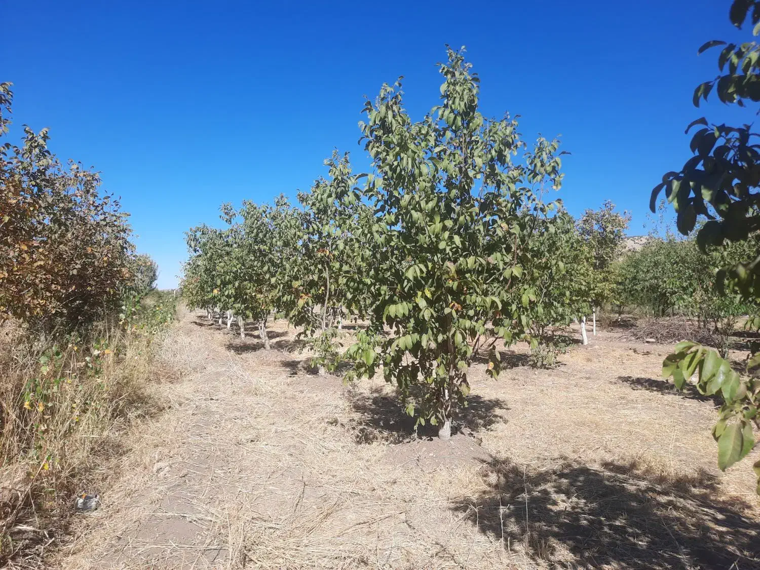 باغ گردو وبادام|فروش دفتر صنعتی، کشاورزی، تجاری|ایلام, |دیوار