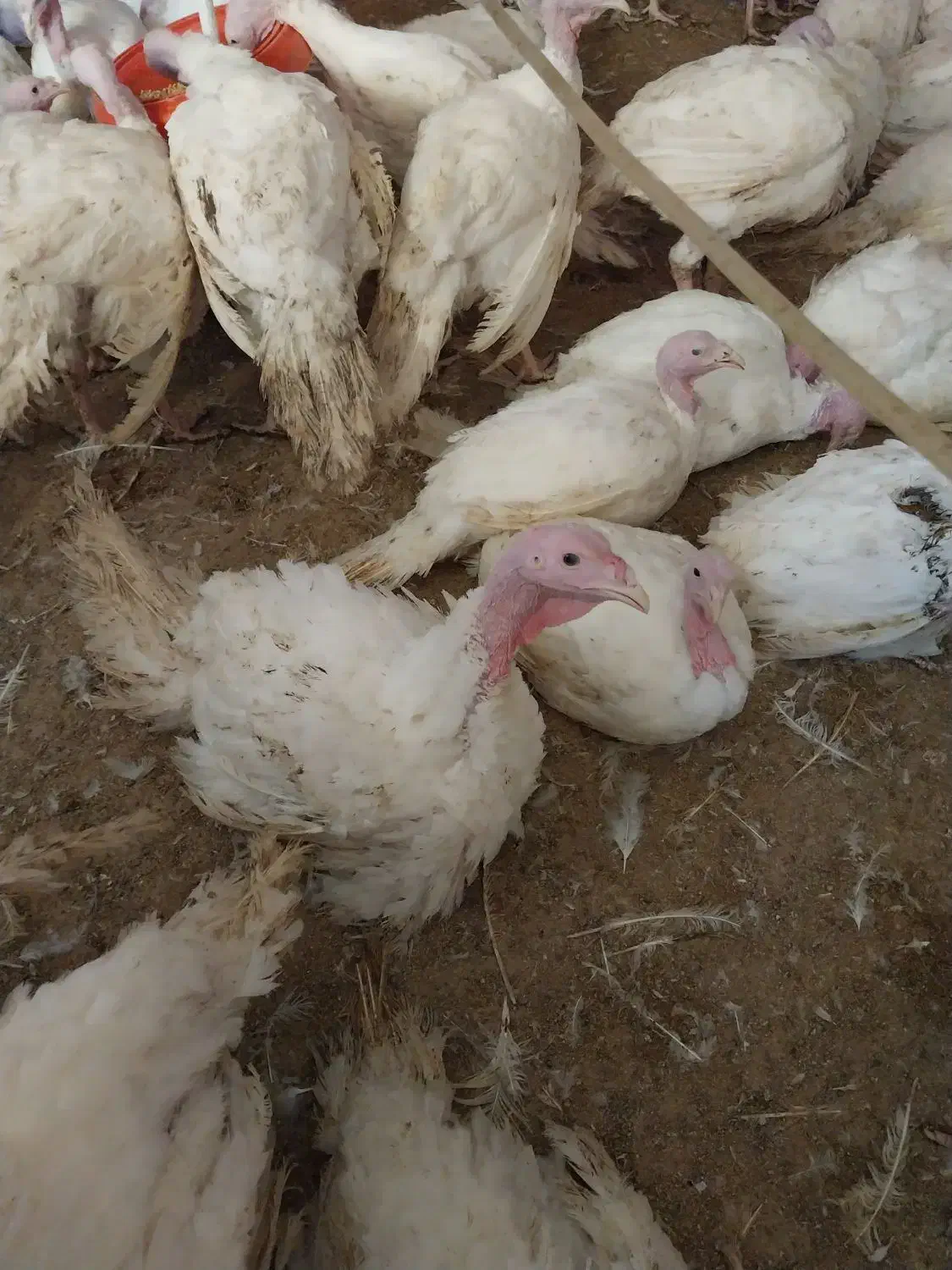 فروش بوقلمون بیوتی - پرورش در منطقه کوهستانی|حیوانات مزرعه|پلنگ آباد, |دیوار