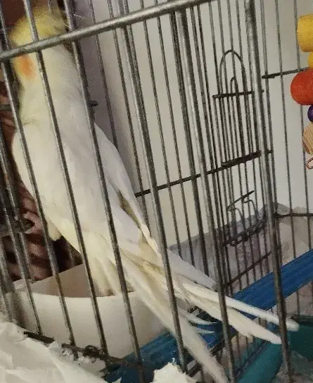 عروس هلندی بچه نیمه دستی بدون قفص|پرنده|شیراز, پودنک|دیوار