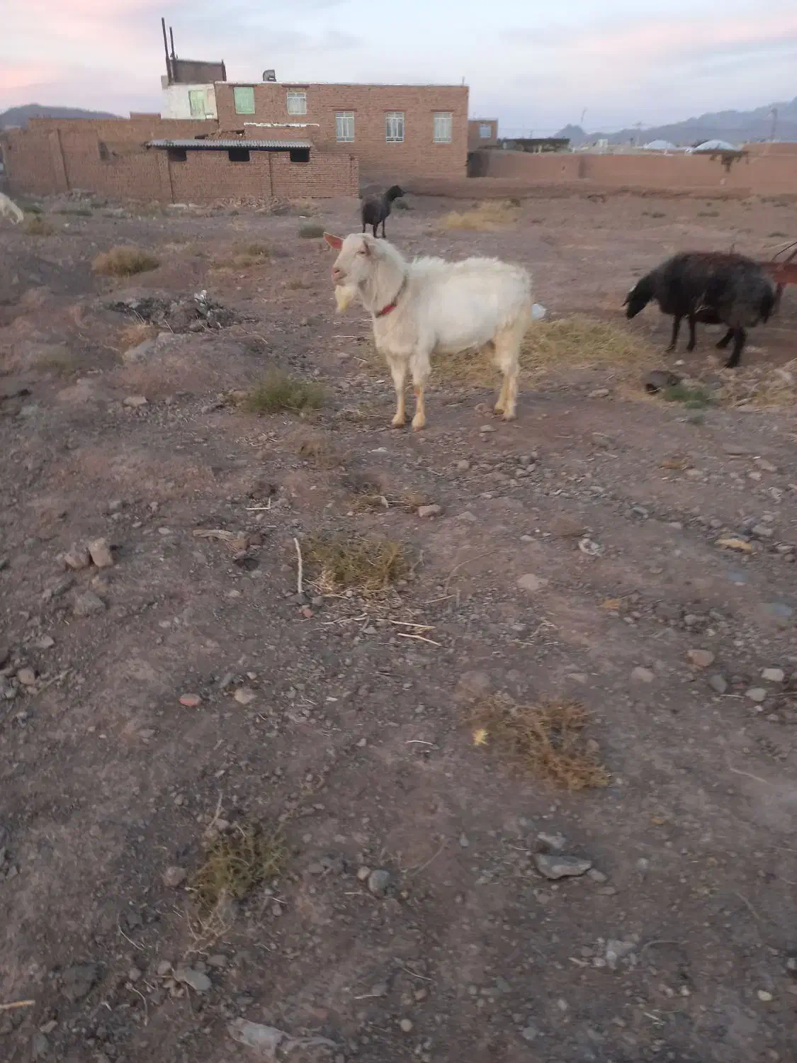 نربز سانن|حیوانات مزرعه|تربت‌حیدریه, کلاته توکلی|دیوار