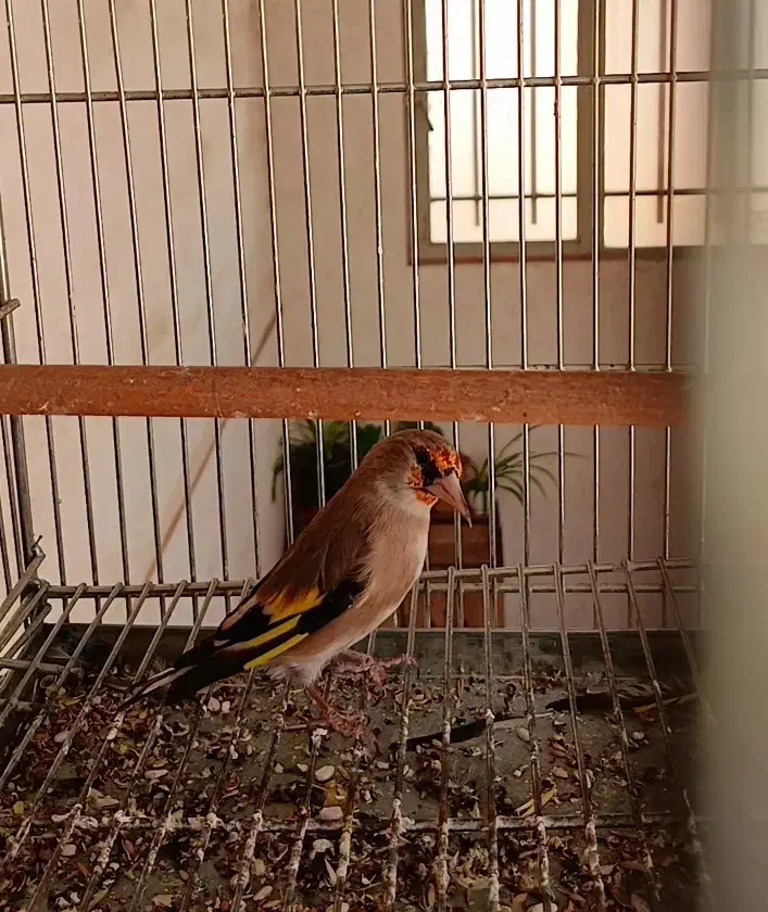 سهره نر جوجه سال|پرنده|خمینی‌شهر, |دیوار