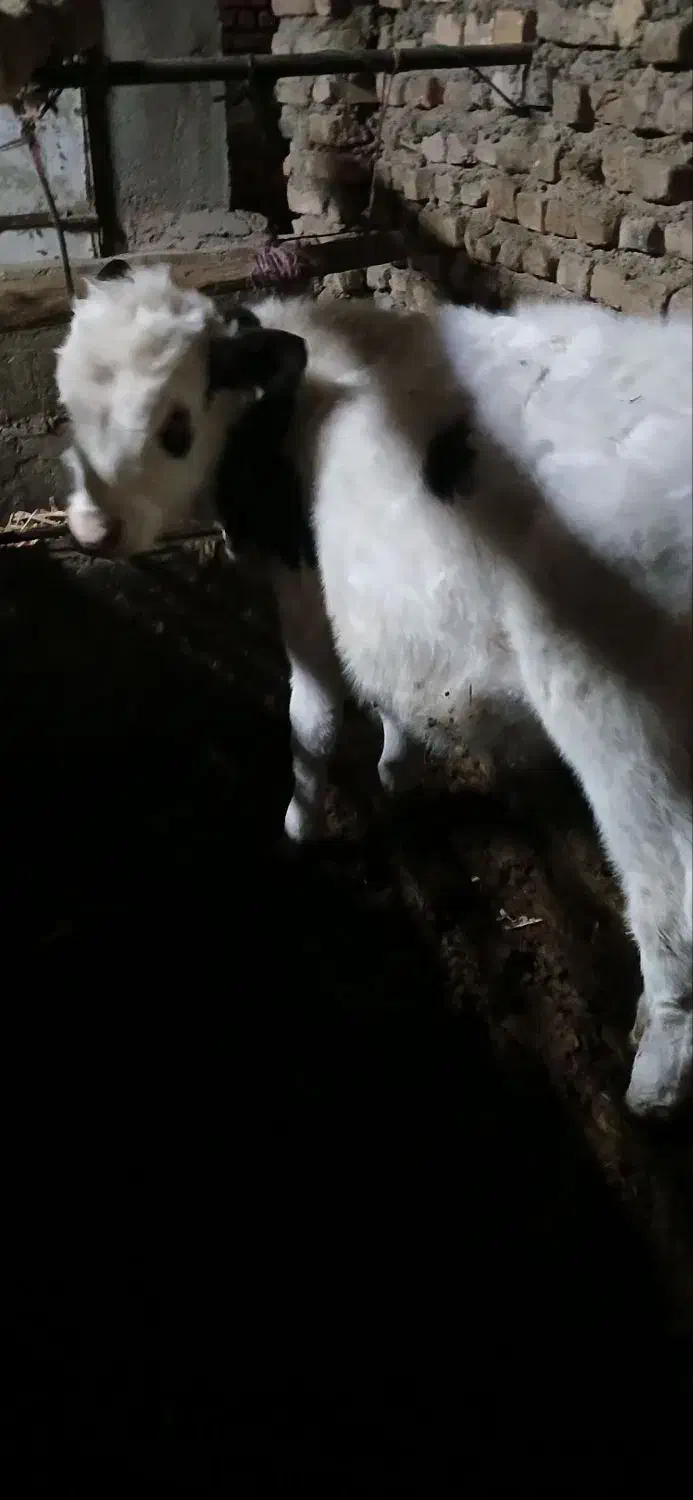 گوساله فروشی|حیوانات مزرعه|عطاملک, |دیوار