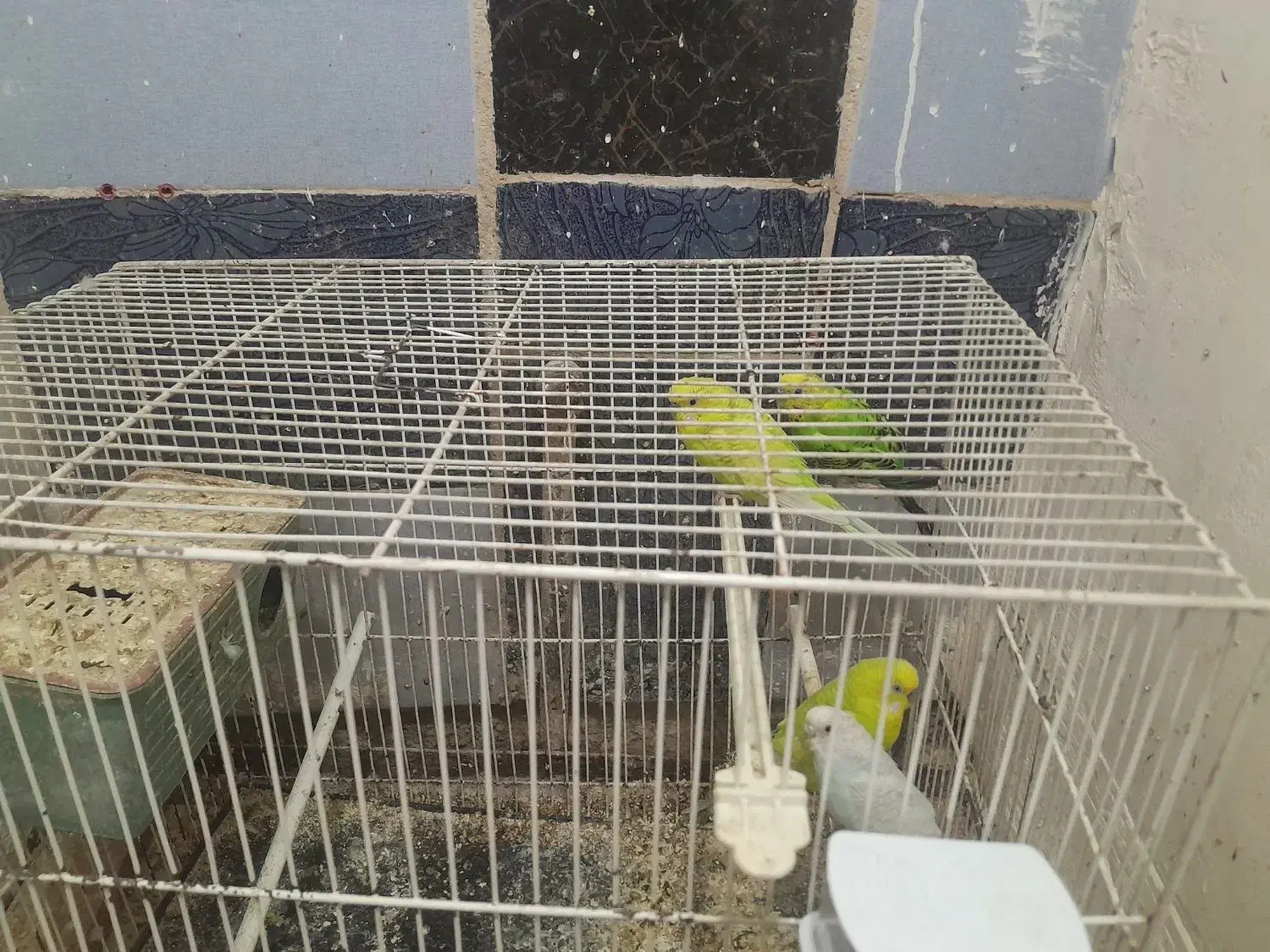 مرغ عشق|پرنده|مشهد, فاطمیه|دیوار