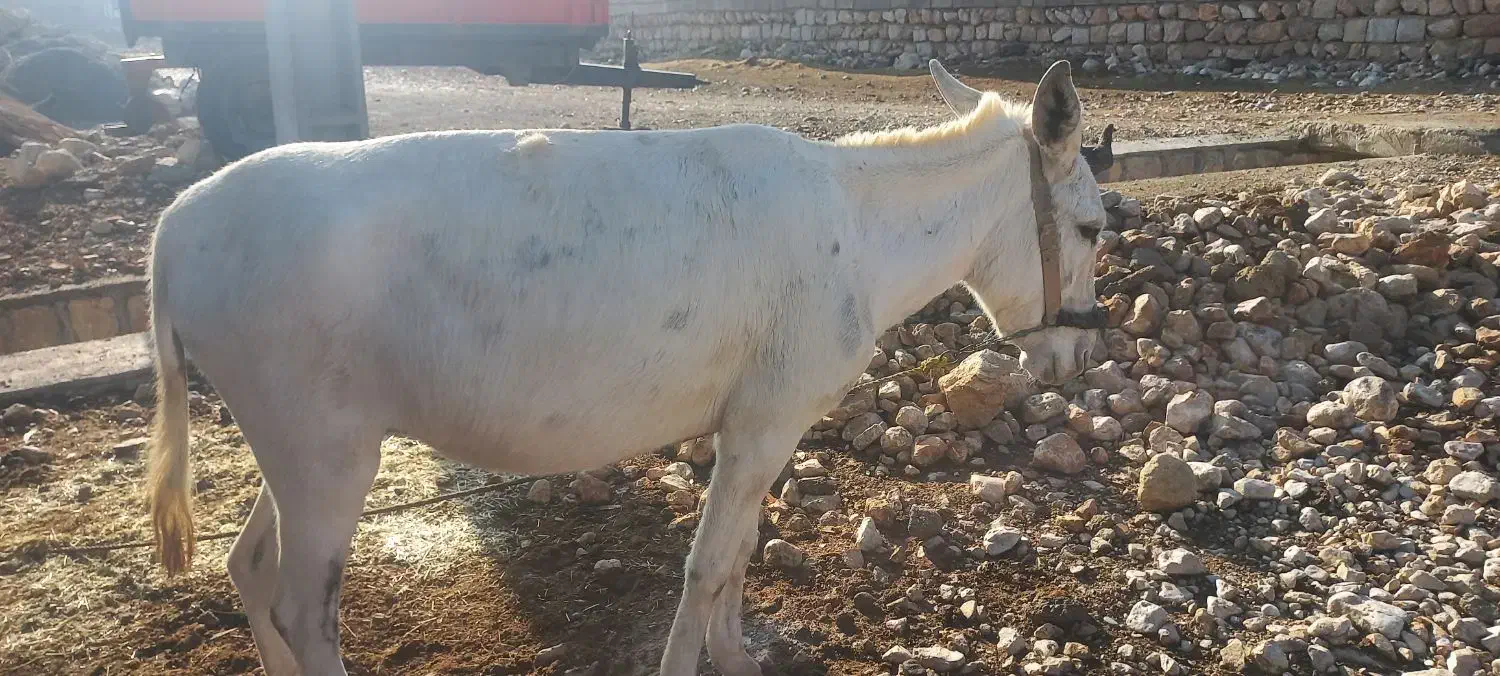 خر سفید و خو ش رنگ|حیوانات مزرعه|سیروان, |دیوار
