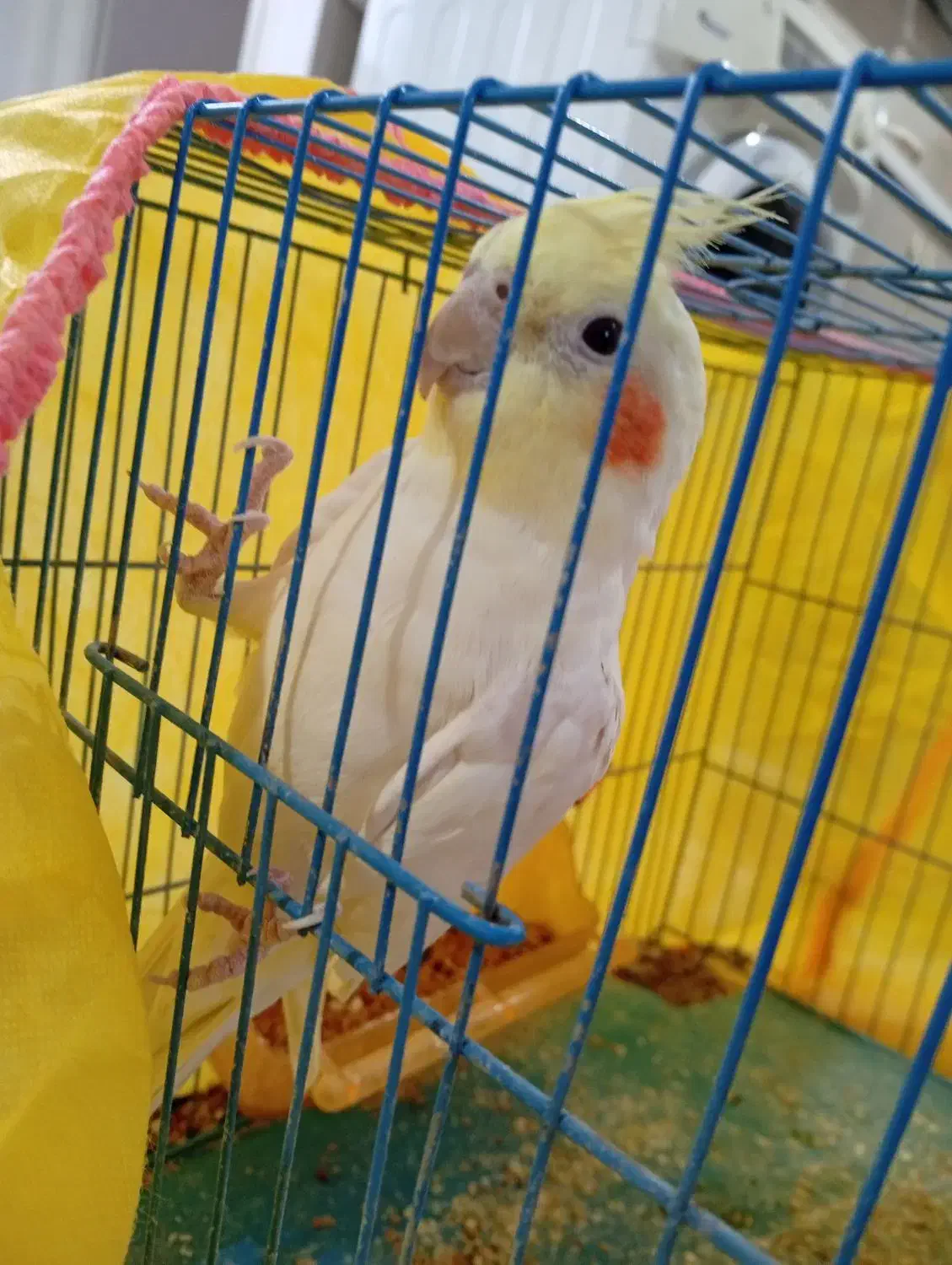 عروس هلندی سخنگو و اهلی|پرنده|ارومیه, |دیوار